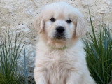 7 chiots mâles Golden Retriever LOF de février 2026 à vendre