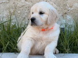 7 chiots mâles Golden Retriever LOF de février 2026 à vendre