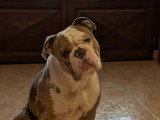 Chien Old English Bulldog à donner