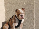 Chien Old English Bulldog à donner