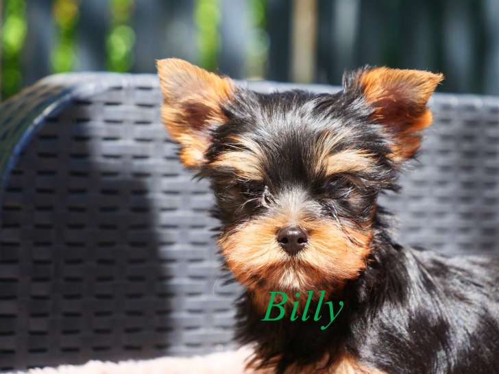 Chiot mâle Yorkshire Terrier à vendre