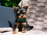 Chiot mâle Yorkshire Terrier à vendre