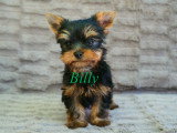 Chiot mâle Yorkshire Terrier à vendre