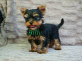Chiot mâle Yorkshire Terrier à vendre