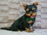 Chiot mâle Yorkshire Terrier à vendre