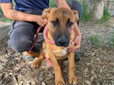 Sami, chiot femelle de 3 mois à adopter en association