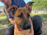 Sami, chiot femelle de 3 mois à adopter en association