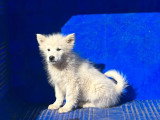 Chiot mâle Eurasier blanc à vendre non LOF décembre 2025