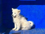 Chiot mâle Eurasier blanc à vendre non LOF décembre 2025