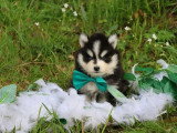 Trois chiots Pomsky mâles à réserver nés en mars 2026 non LOF