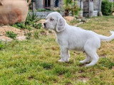 3 chiots Setter Anglais mâles à réserver non LOF, nés en février 2026