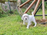3 chiots Setter Anglais mâles à réserver non LOF, nés en février 2026