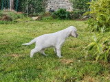 3 chiots Setter Anglais mâles à réserver non LOF, nés en février 2026