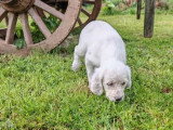 3 chiots Setter Anglais mâles à réserver non LOF, nés en février 2026