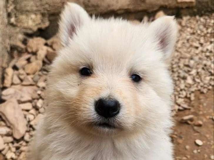 Chiot mâle Berger Blanc Suisse LOF à vendre né en mars 2026