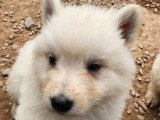 Chiot mâle Berger Blanc Suisse LOF à vendre né en mars 2026