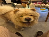 Chien adulte de race Chow Chow à donner