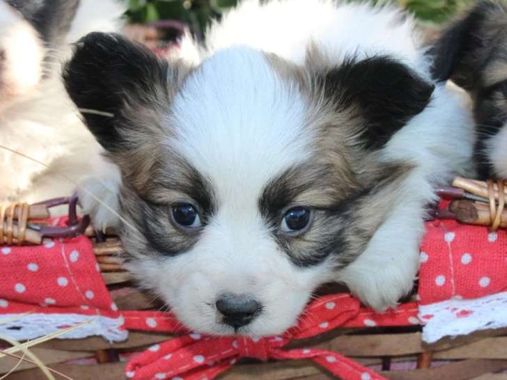3 chiots mâles Épagneul Nain Continental non LOF à vendre