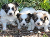 3 chiots mâles Épagneul Nain Continental non LOF à vendre