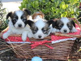 3 chiots mâles Épagneul Nain Continental non LOF à vendre
