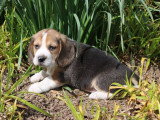 2 chiots Beagle mâles tricolores à réserver non LOF nés en mars 2026