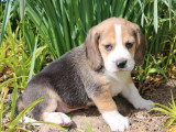 2 chiots Beagle mâles tricolores à réserver non LOF nés en mars 2026
