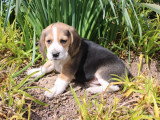 2 chiots Beagle mâles tricolores à réserver non LOF nés en mars 2026