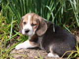 2 chiots Beagle mâles tricolores à réserver non LOF nés en mars 2026