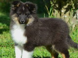 Chiot Berger des Shetland mâle sable à vendre inscrit au LOF