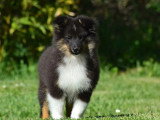 Chiot Berger des Shetland mâle sable à vendre inscrit au LOF