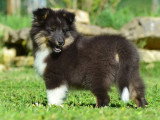 Chiot Berger des Shetland mâle sable à vendre inscrit au LOF