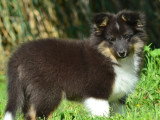 Chiot Berger des Shetland mâle sable à vendre inscrit au LOF