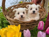 4 chiots Bichon Maltais non LOF nés en février 2026 à vendre