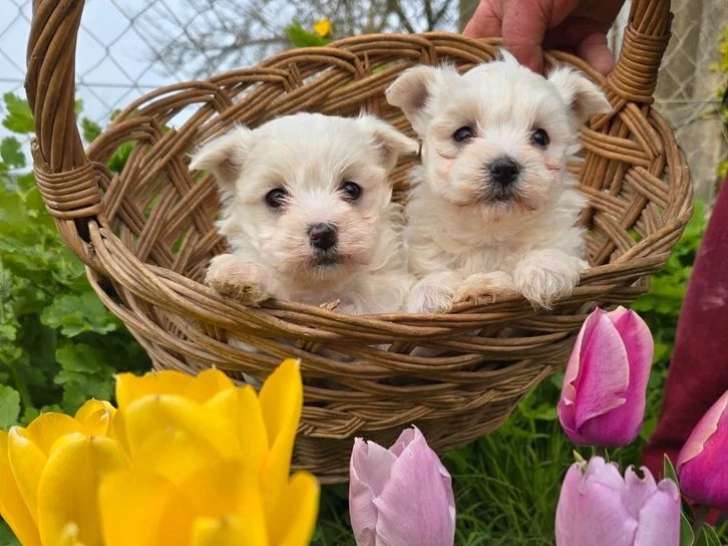 4 chiots Bichon Maltais non LOF nés en février 2026 à vendre