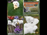 4 chiots Bichon Maltais non LOF nés en février 2026 à vendre