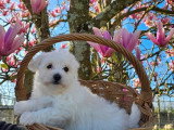 4 chiots Bichon Maltais non LOF nés en février 2026 à vendre