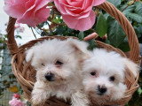 4 chiots Bichon Maltais non LOF nés en février 2026 à vendre