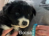 Portée de 8 chiots Border Collie non LOF nés en mars 2026 à réserver