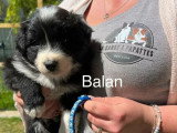 Portée de 8 chiots Border Collie non LOF nés en mars 2026 à réserver