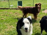 Portée de 8 chiots Border Collie non LOF nés en mars 2026 à réserver