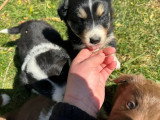 Portée de 8 chiots Border Collie non LOF nés en mars 2026 à réserver