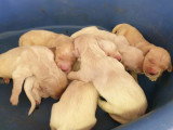 7 chiots Golden Retriever LOF d'avril 2026 à réserver