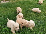 7 chiots Golden Retriever LOF d'avril 2026 à réserver