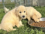 7 chiots Golden Retriever LOF d'avril 2026 à réserver