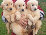 7 chiots Golden Retriever LOF d'avril 2026 à réserver