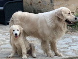 7 chiots Golden Retriever LOF d'avril 2026 à réserver