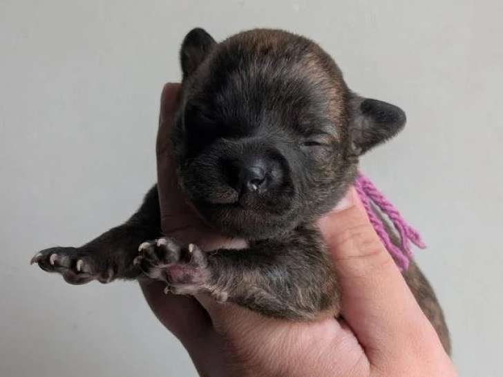 Portée de 4 Whippets non LOF à réserver, nés avril 2026