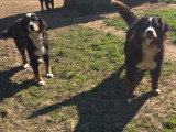 Vente d'un mâle Bouvier Bernois LOF de 2021