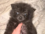 1 chiot femelle Spitz noir née en février 2026 non LOF à vendre