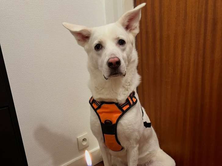 Winnie, chienne à adopter en association